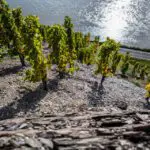 Slopes in the vineyard area Bopparder Hamm - Wineregion Mittelrhein (picture credit: Deutsches Weininstitut)