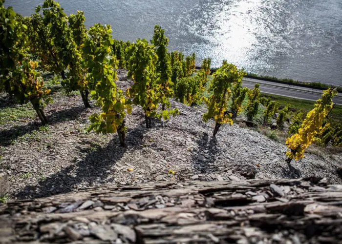 Slopes in the vineyard area Bopparder Hamm - Wineregion Mittelrhein (picture credit: Deutsches Weininstitut)