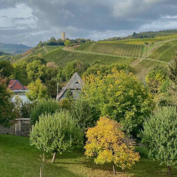 Vineyards in Rheingau
