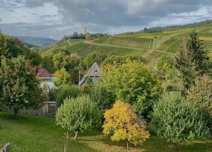 Vineyards in Rheingau