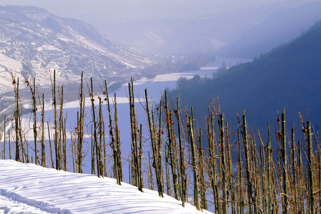 vineyard in mosel in winter