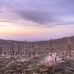 frosted vineyard in Germany