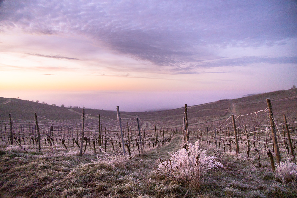 frosted vineyard in Germany
